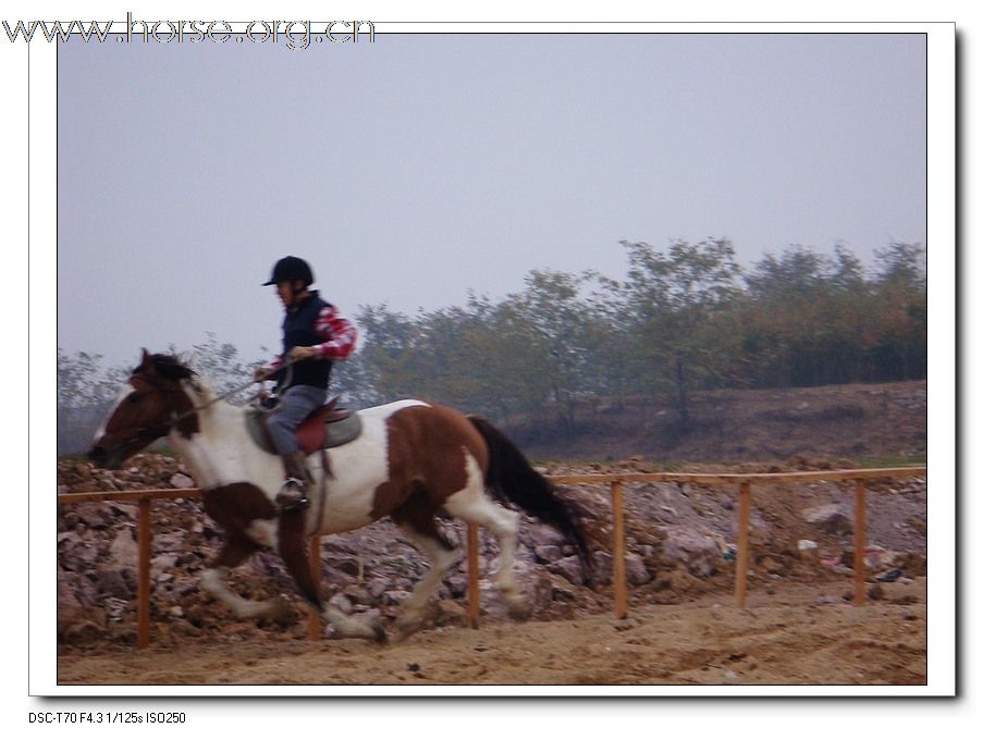 2009年山东马术邀请赛在青岛召开