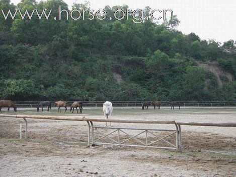 深圳 西麗湖騎馬俱樂部