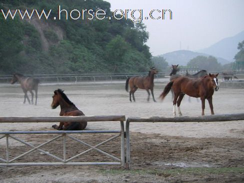 深圳 西麗湖騎馬俱樂部