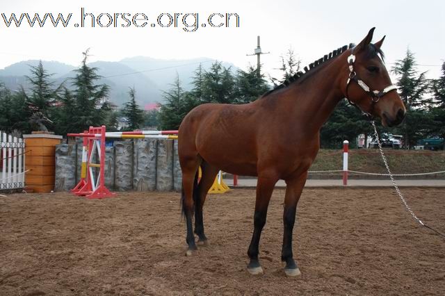 青岛凤凰马术俱乐部部分马匹出售