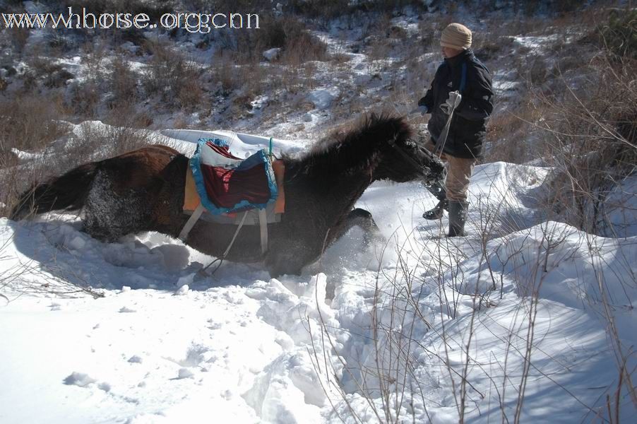 我骑马我自由我健康，周末19、20两天龙庆峡骑马踏雪、堂子庙温泉养生！