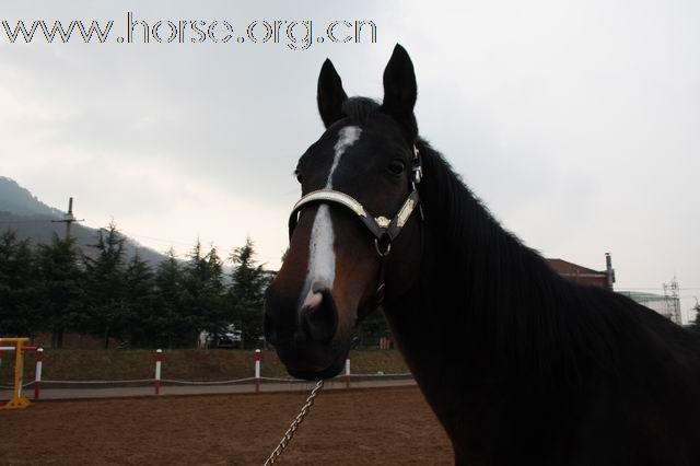 青岛凤凰马术俱乐部部分马匹出售
