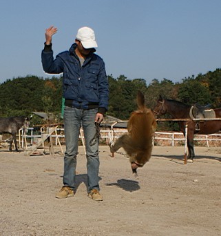 中国浙江马友新联盟的猴子多牛呀！会骑马，会翻跟斗！