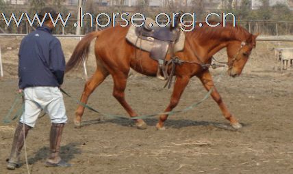 [公告]急聘骑手、饲养员