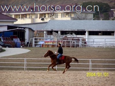因本人换马，故出售自己的2匹伊利改良马