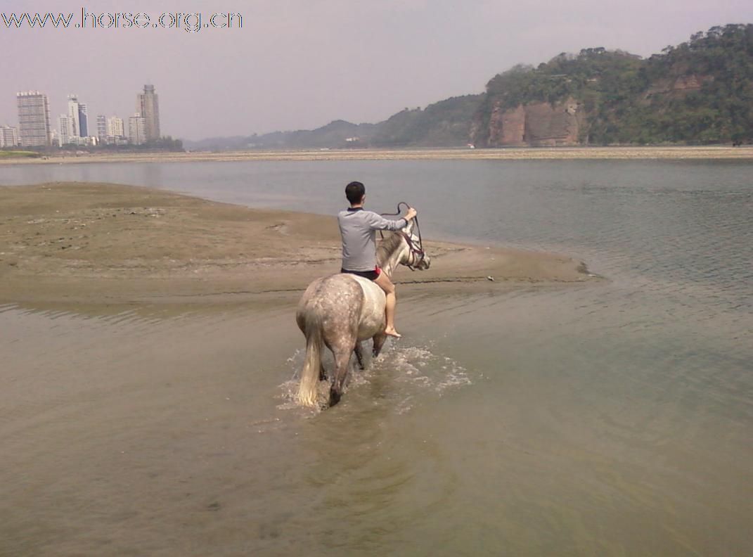 乐山卖马