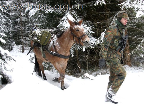 有趣：今天的德国国防军山地骡马队