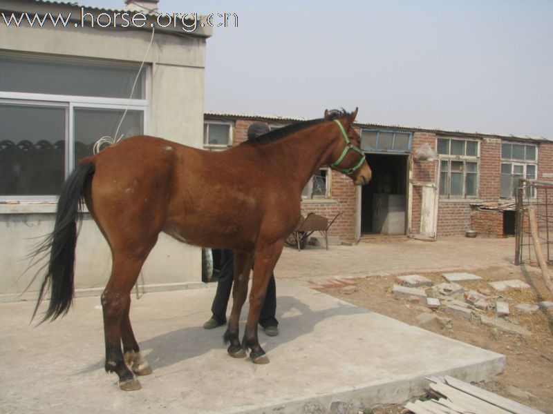 新马销售15