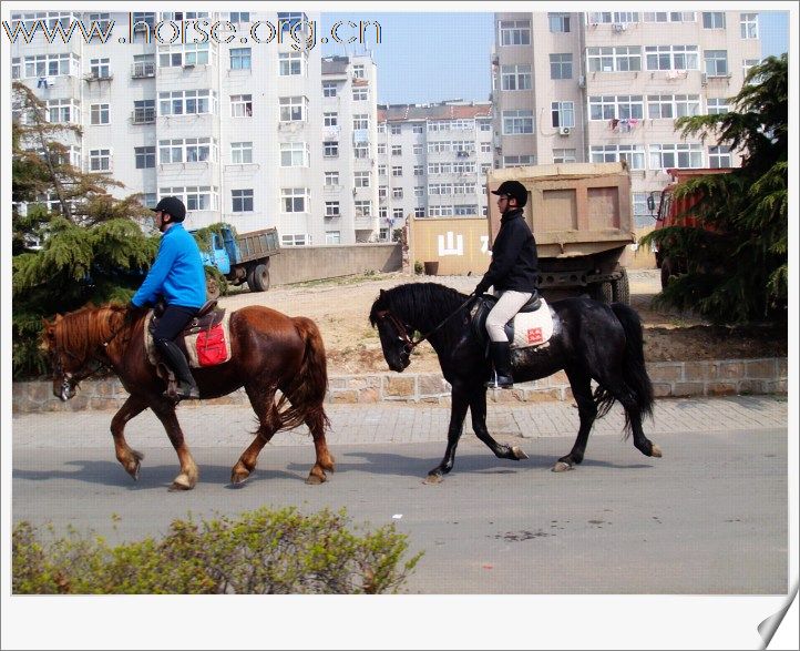 [贴图]青岛凤凰马术俱乐部第四届骑马穿越活动圆满结束