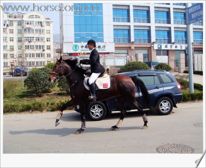 [贴图]青岛凤凰马术俱乐部第四届骑马穿越活动圆满结束