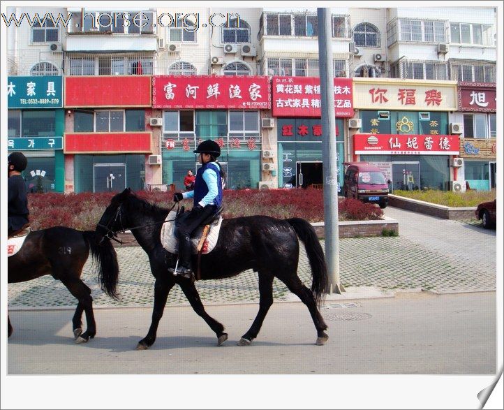 [贴图]青岛凤凰马术俱乐部第四届骑马穿越活动圆满结束