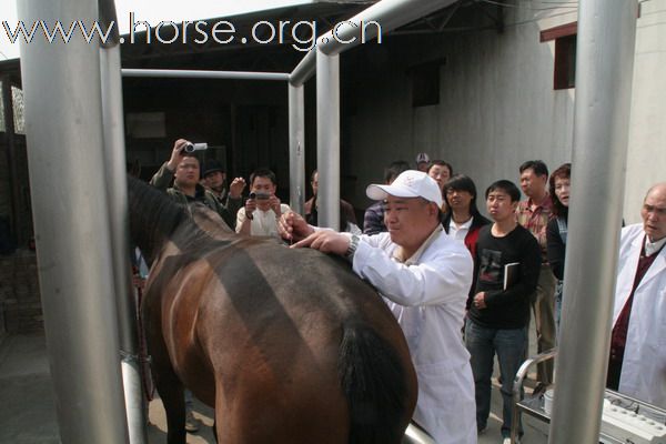 参加“运动马兽医实用技术讲习班”之体会