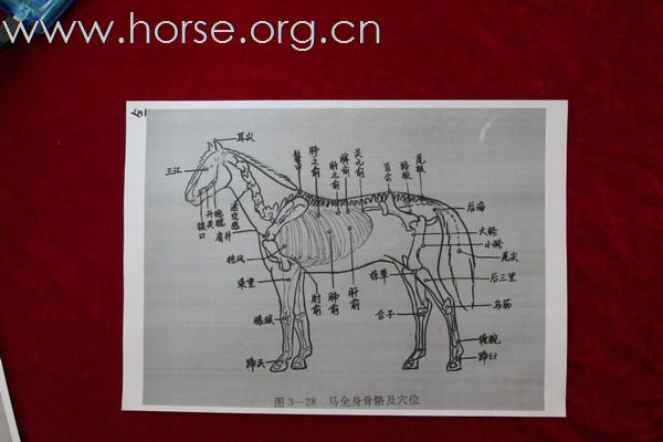 参加“运动马兽医实用技术讲习班”之体会