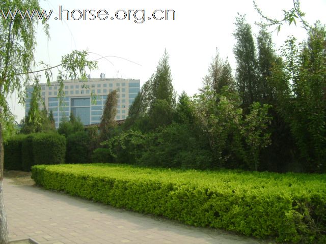 燕龙马场新址竣工，五月搬迁，为缓解马房紧张，优惠价格出售成熟马数十匹