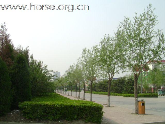 燕龙马场新址竣工，五月搬迁，为缓解马房紧张，优惠价格出售成熟马数十匹