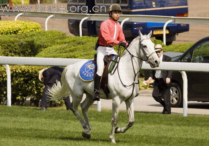 騎術精湛的---香港賽馬會儀仗馬