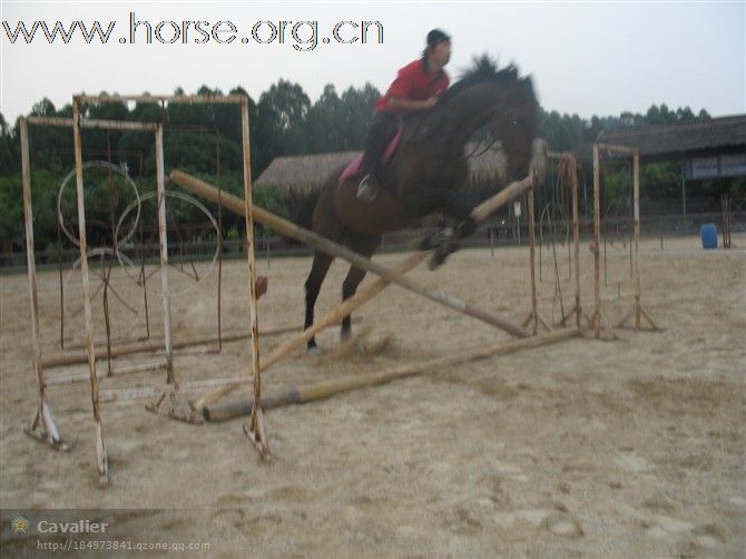 东北人在广州玩马