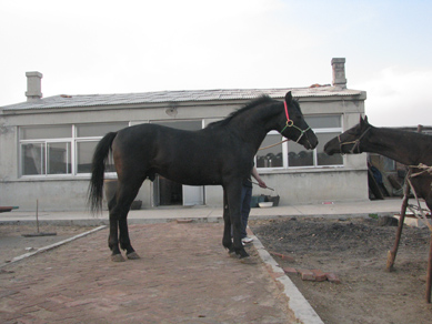 出售黑色公马怀孕母马