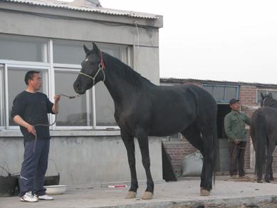 出售黑色公马怀孕母马