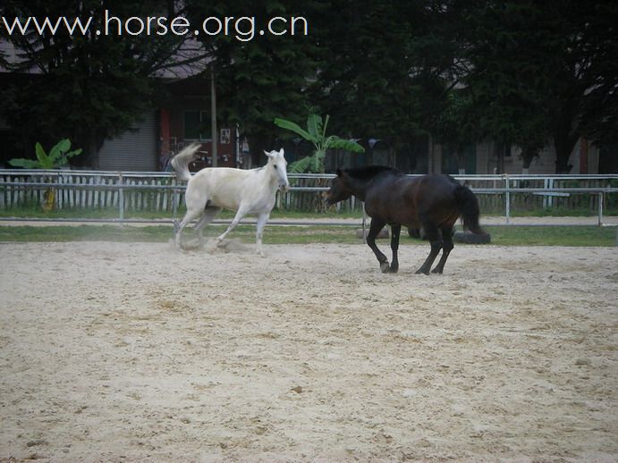 5月3日東莞大朗大有園騎馬日記