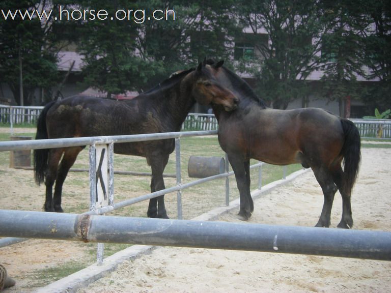 5月3日東莞大朗大有園騎馬日記
