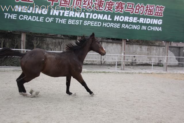 [推荐]销售纯血马——飞闯
