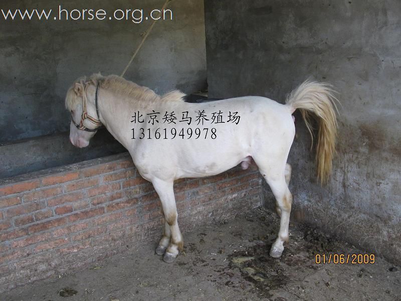 【北京高价出售】纯白矮马 玉石眼