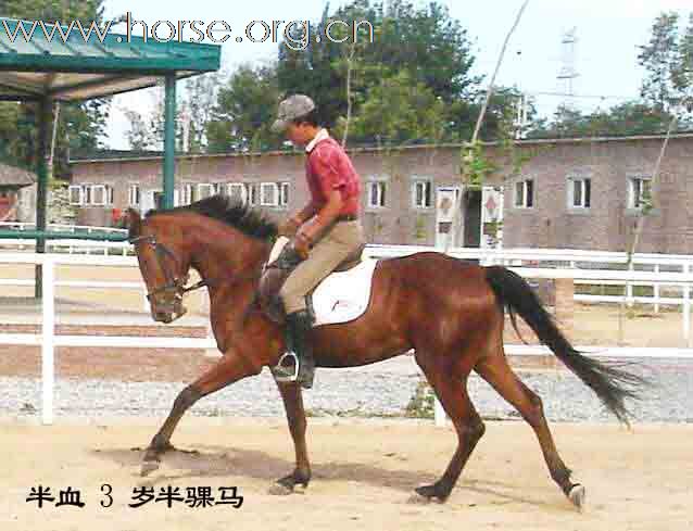 纯血、半血马匹转让