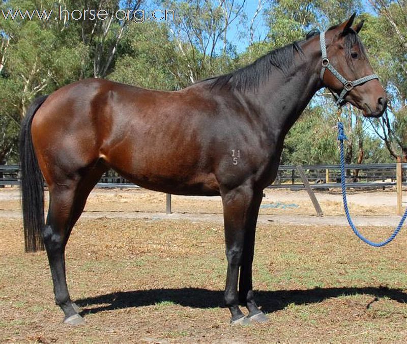 China first Australian thoroughbred horse auction will be held