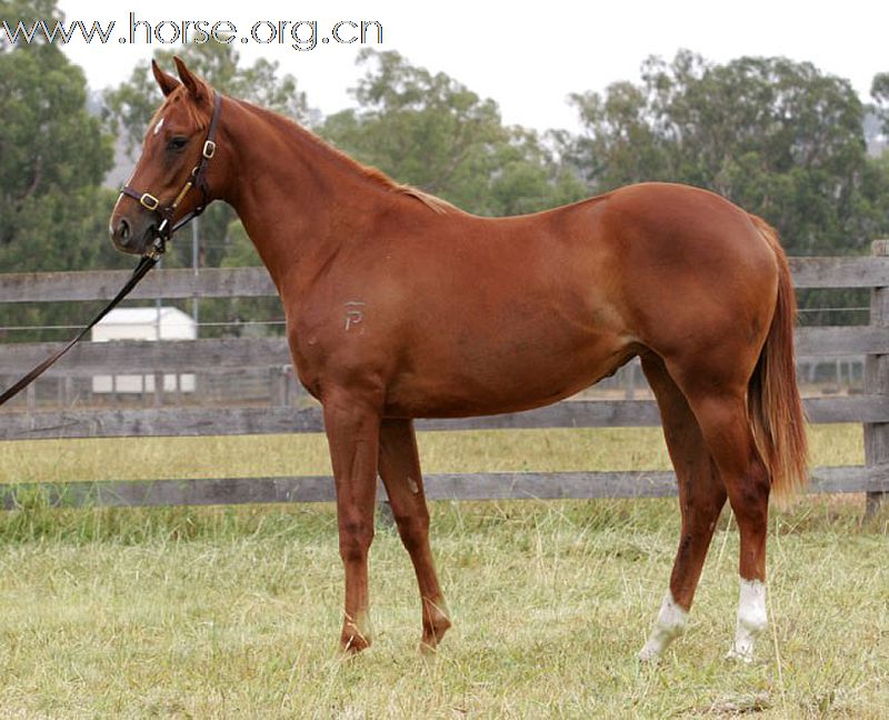 China first Australian thoroughbred horse auction will be held