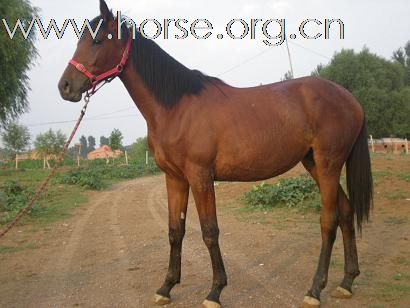 [注意]北京京西草原出售马匹最便宜的地方
