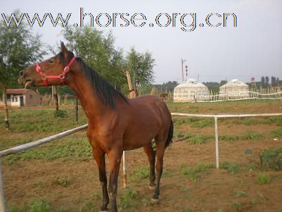 [注意]北京京西草原出售马匹最便宜的地方