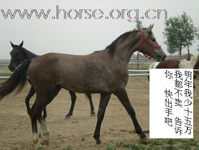 北京出售马匹最便宜的地方