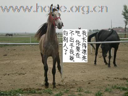 北京草原出售马匹最便宜的地方