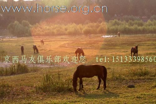 [推荐]常年出售各种马匹，价格合理