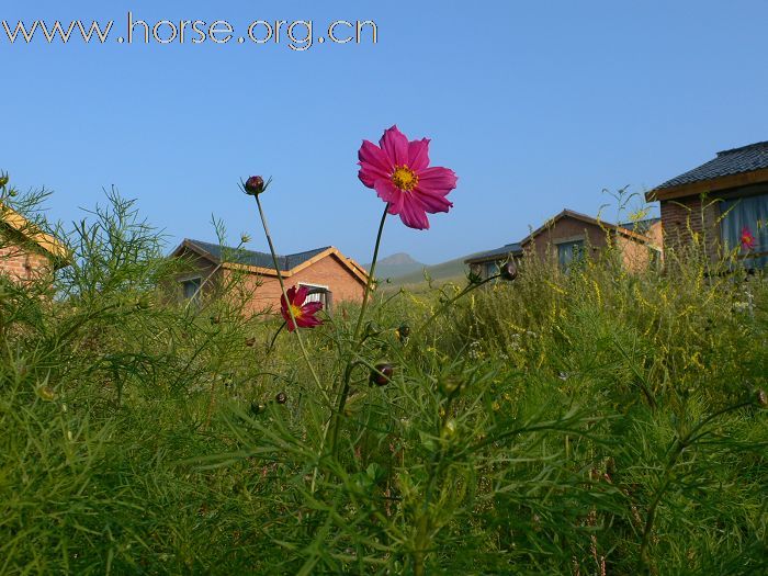 青岛马友2009坝上草原传奇之旅精美图片展