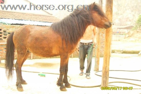 [贴图]马匹出售