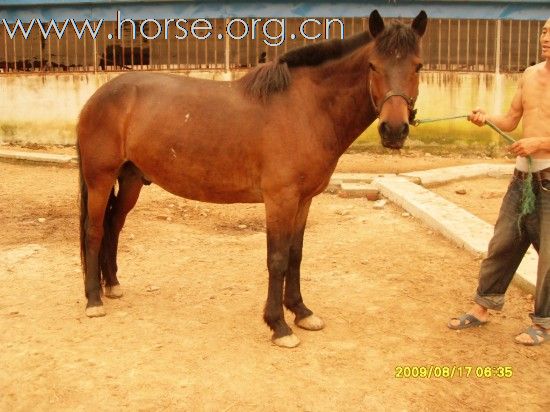 [贴图]马匹出售