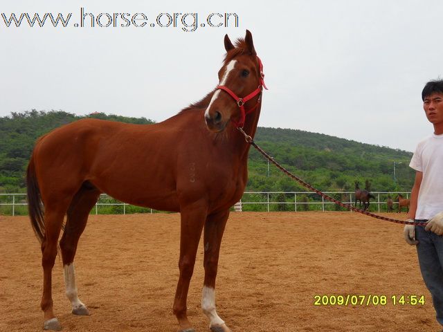 [原创]纯血马销售