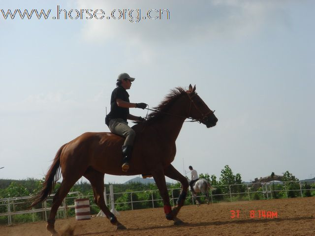 [原创]纯血马销售