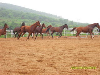 [原创]纯血马销售