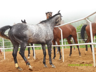 [原创]纯血马销售