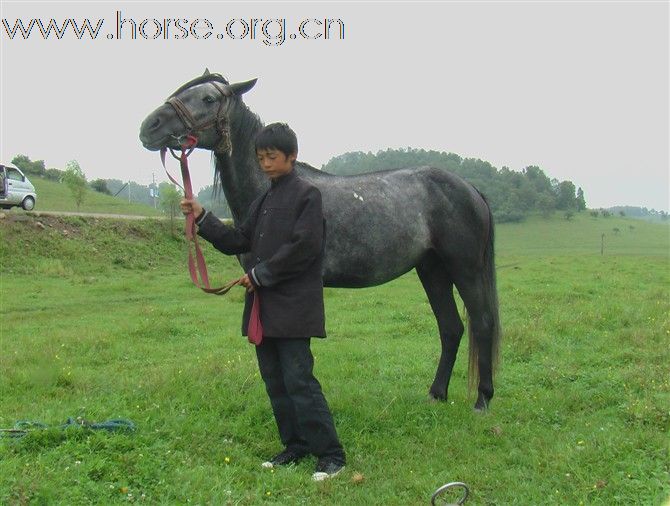 马匹出售,马在关山牧场,每一贴图都不一样