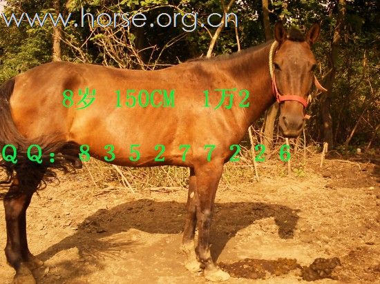 [贴图][贴图]马匹出