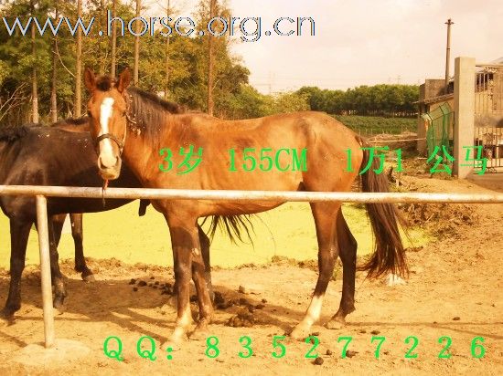 [贴图][贴图]马匹出