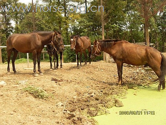 [贴图]马匹出售