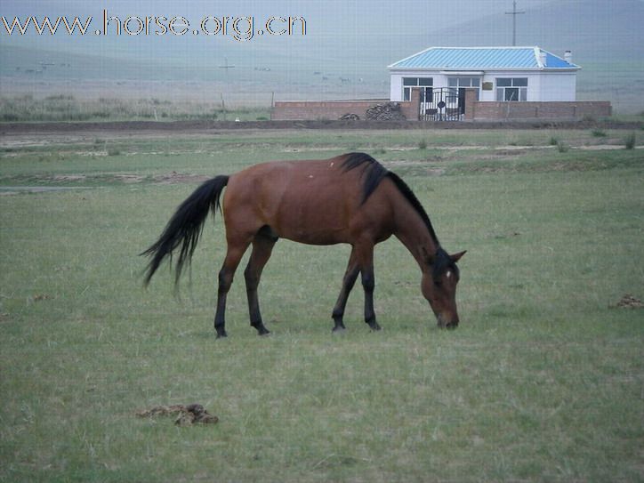 內蒙古的一戶養馬人家 ~ 白音錫勒牧場