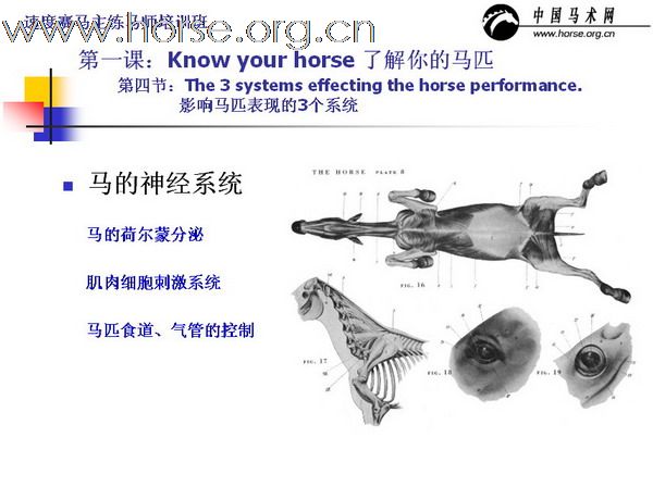 中国速度赛练马师培训讲义