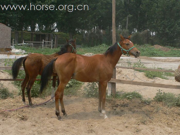 秀秀我真真的纯阿拉伯。。。。。。