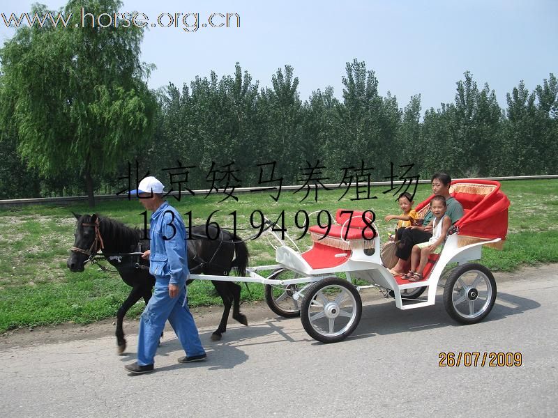 出售四轮 两轮欧式马车 白牦牛